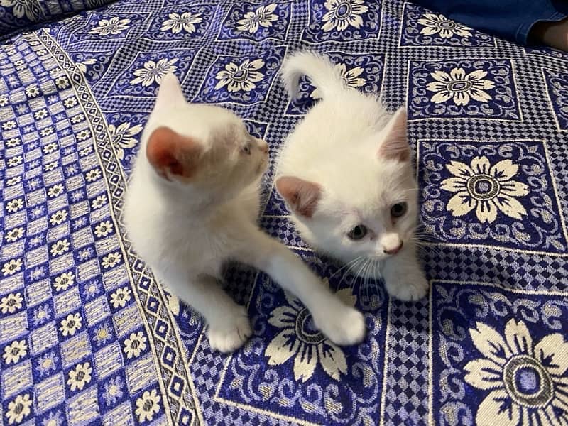Persian White Male & Female Cat Baby's 4
