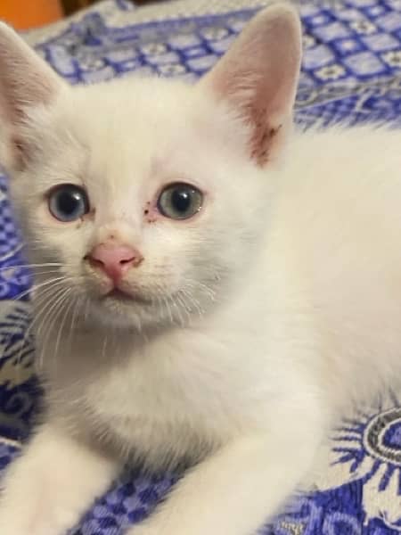 Persian White Male & Female Cat Baby's 5