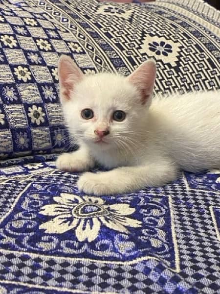 Persian White Male & Female Cat Baby's 6
