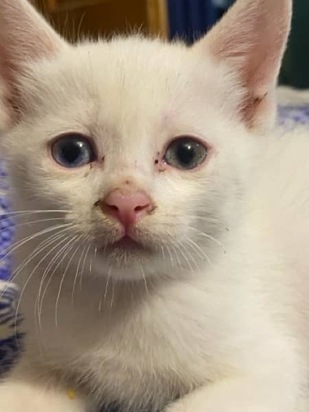 Persian White Male & Female Cat Baby's 7