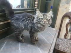 Persian kitten for sale (Litter train) and freindly