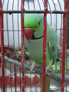 Talking Green parrot with cage {pinjra}