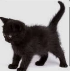 black kittin 0