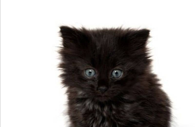 black kittin 1