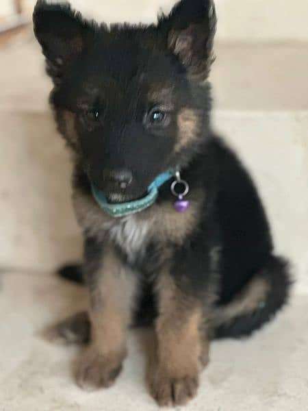 German shepherd puppy pair available for relocation 0