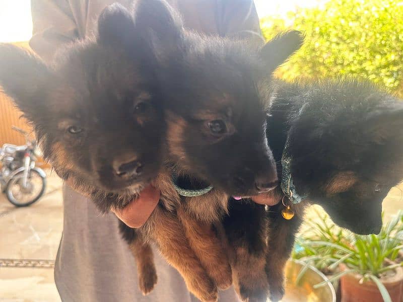 German shepherd puppy pair available for relocation 1