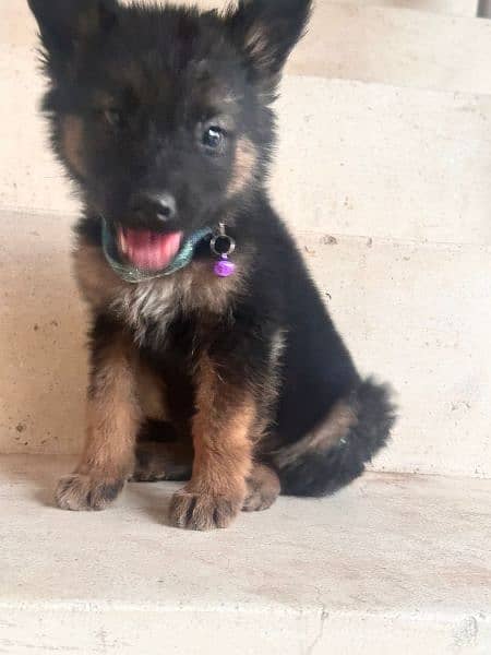 German shepherd puppy pair available for relocation 2