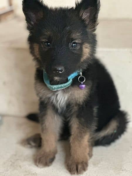 German shepherd puppy pair available for relocation 3