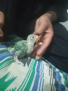 Baby Green  parrot 2 hafta age