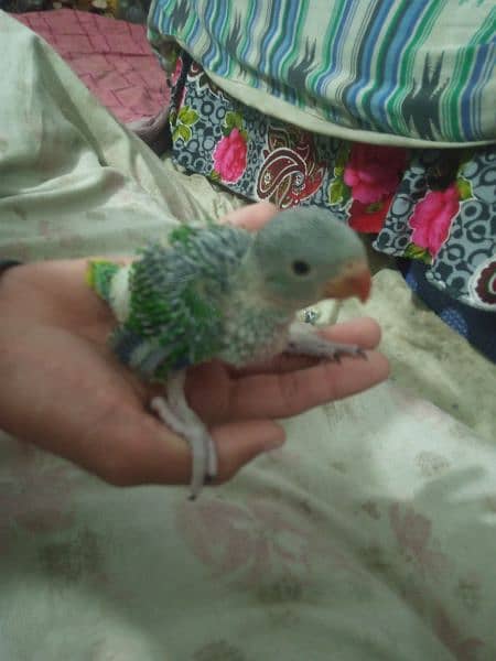 Baby Green  parrot 2 hafta age 1