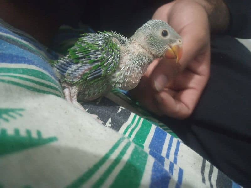Baby Green  parrot 2 hafta age 2