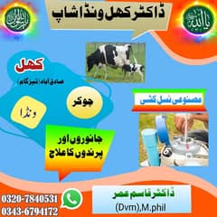 animal k feed doodh aur gosht brahny wali feed available hy 0