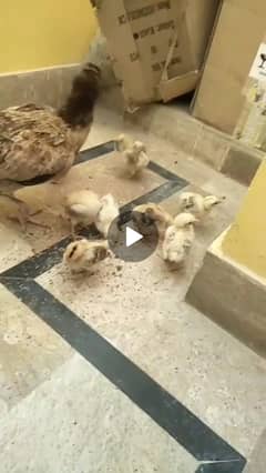 Sindhi murgi with 8 baby urgent sell 0