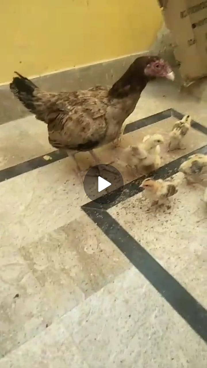 Sindhi murgi with 8 baby urgent sell 2
