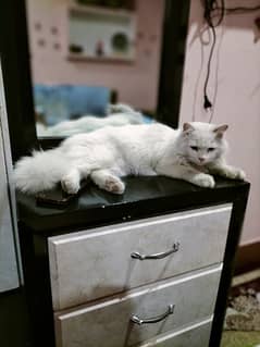 persian male cat blue ayes  long hair trend cat washroom trend