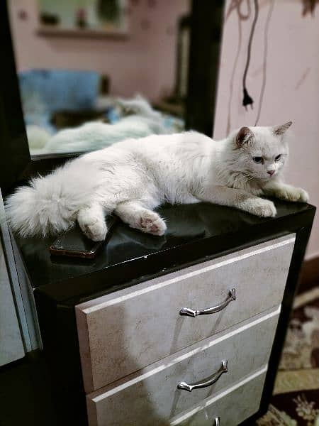 persian male cat blue ayes  long hair trend cat washroom trend 1