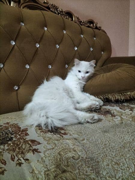 persian male cat blue ayes  long hair trend cat washroom trend 2