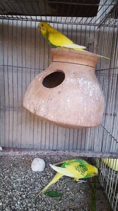 budgies,finch,chicken for sell