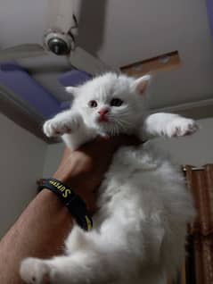 persion kittens available 0