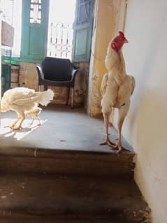 Aseel Long Height Heera Pair with One Chick 0