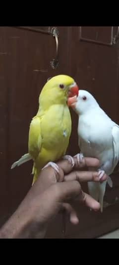yellow+white ringneck chicks