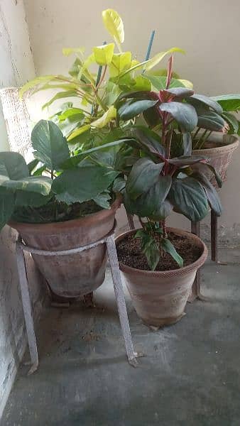 croton plants 1