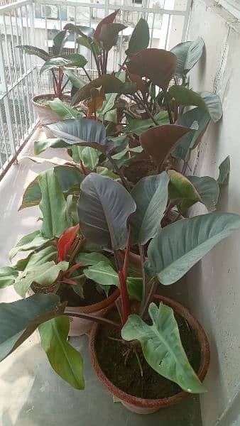 croton plants 2