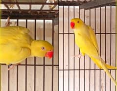 *Yellow ring nack pair | Nail tail flying All | ok parrot for sale*