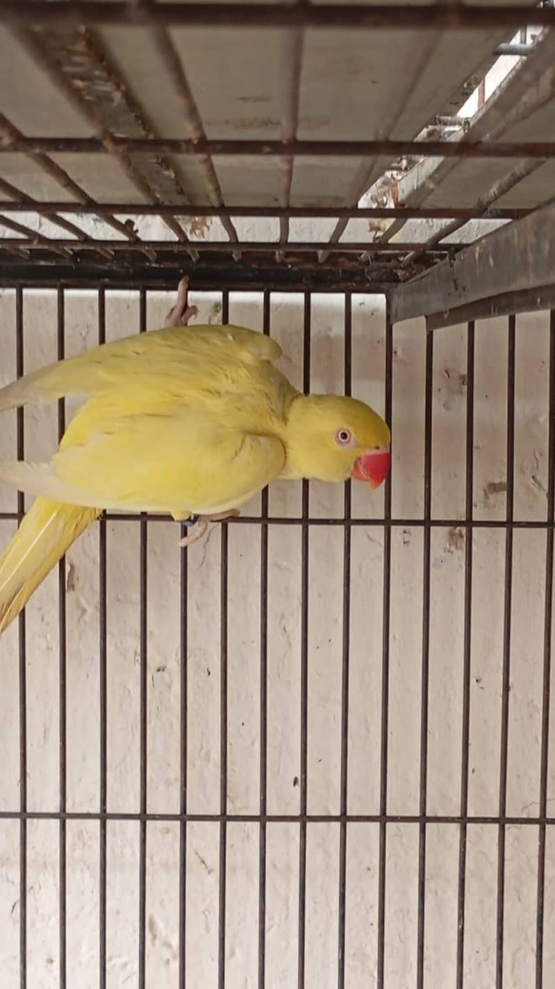*Yellow ring nack pair | Nail tail flying All | ok parrot for sale* 1
