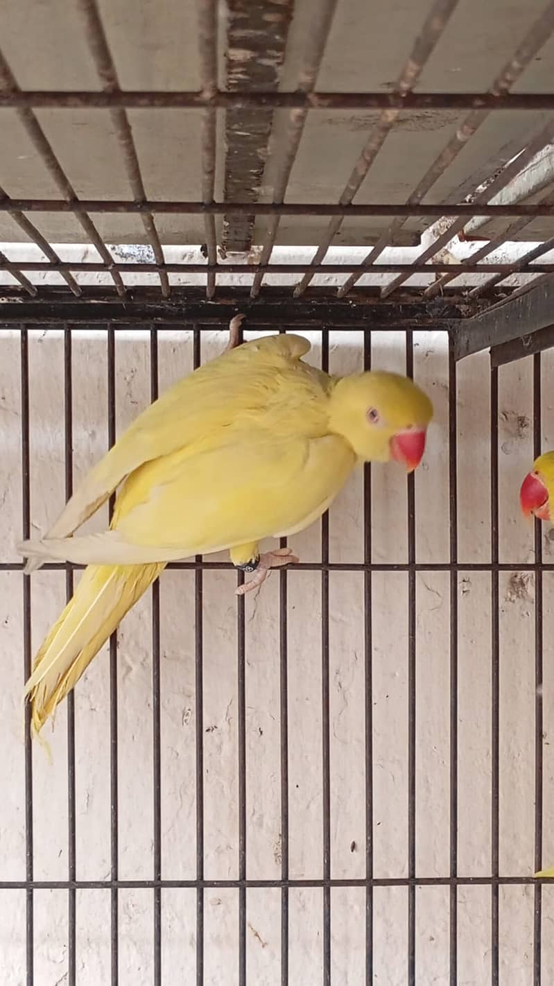 *Yellow ring nack pair | Nail tail flying All | ok parrot for sale* 2
