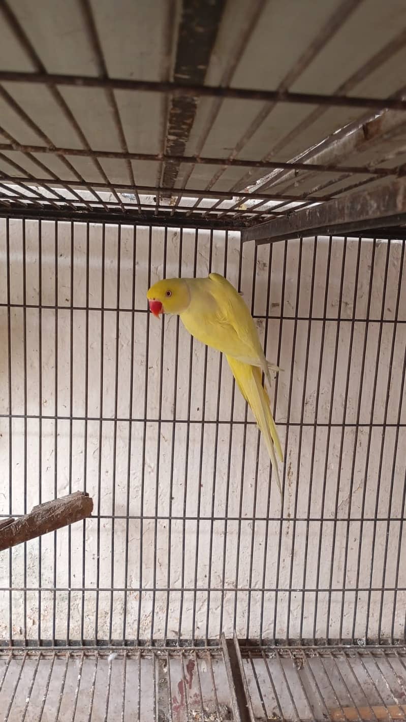 *Yellow ring nack pair | Nail tail flying All | ok parrot for sale* 3