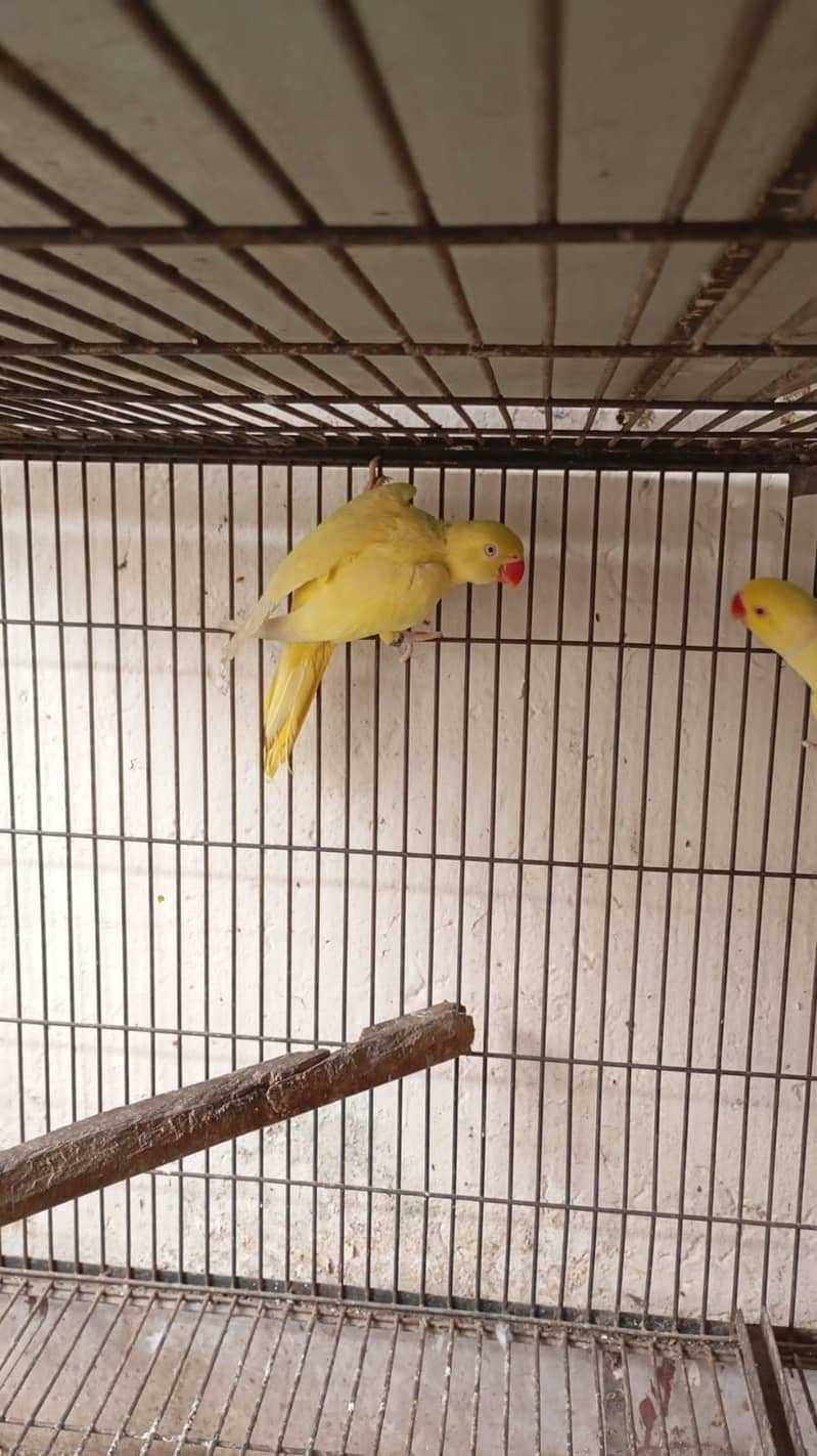 *Yellow ring nack pair | Nail tail flying All | ok parrot for sale* 4