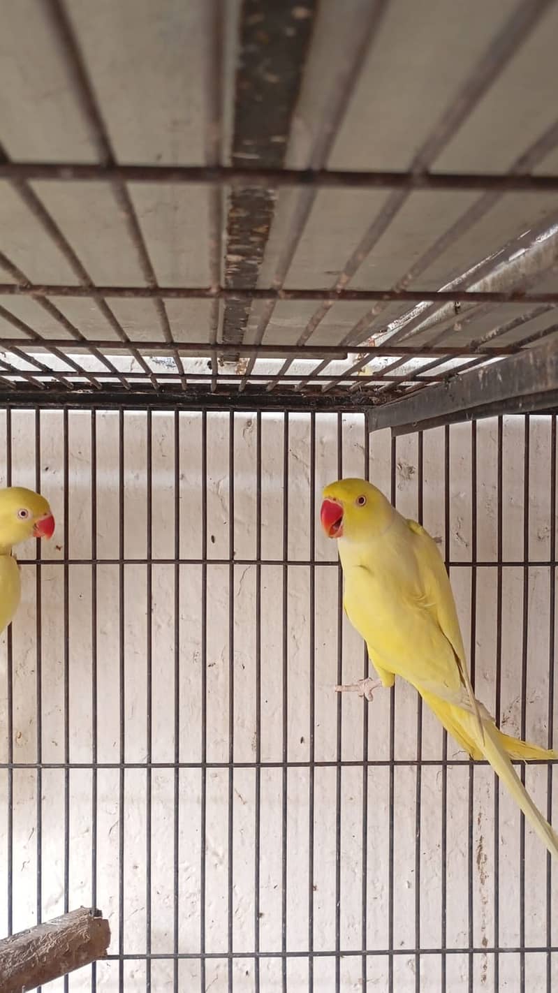 *Yellow ring nack pair | Nail tail flying All | ok parrot for sale* 5