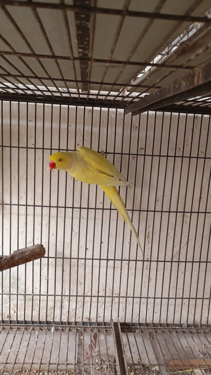 *Yellow ring nack pair | Nail tail flying All | ok parrot for sale* 6