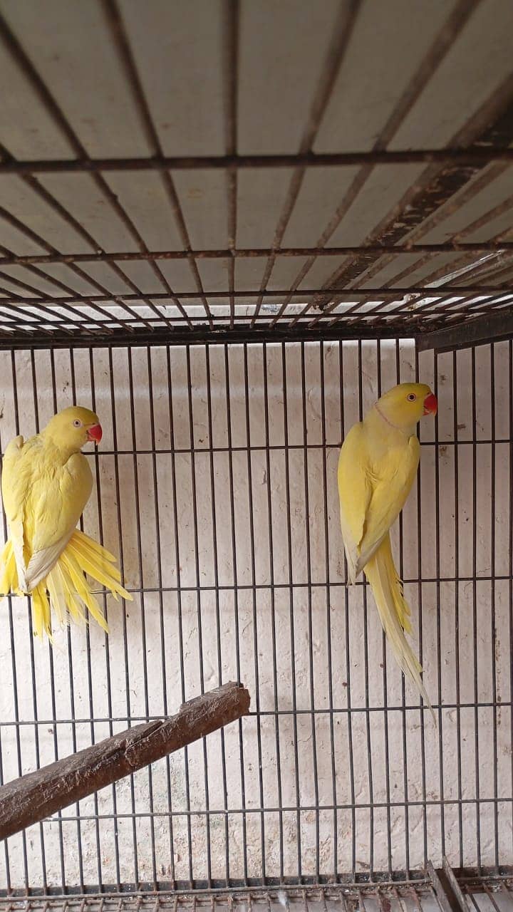 *Yellow ring nack pair | Nail tail flying All | ok parrot for sale* 7