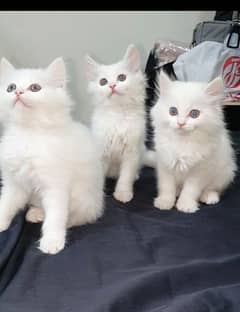 Persian Kittens (Pure White) 0