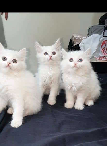 Persian Kittens (Pure White) 1