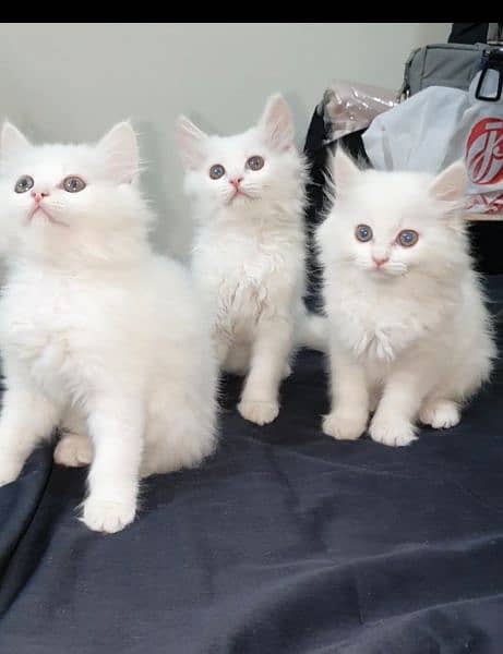 Persian Kittens (Pure White) 6