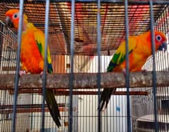 *Sun Conure Parrot | Breeder pair | DNA Birds for sale* 0