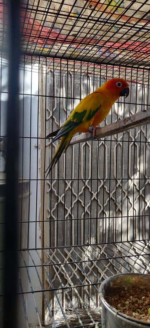 *Sun Conure Parrot | Breeder pair | DNA Birds for sale* 3