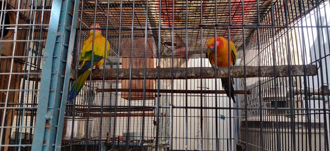 *Sun Conure Parrot | Breeder pair | DNA Birds for sale* 6