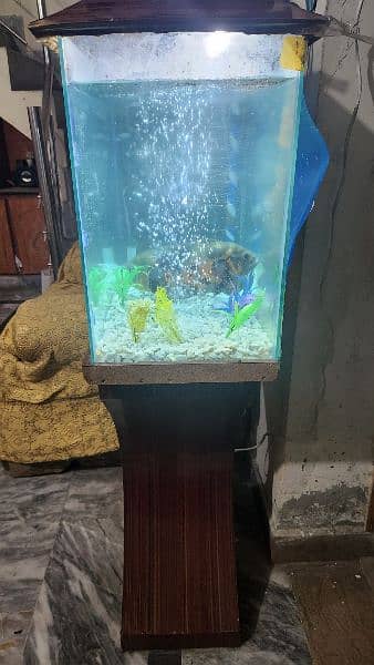 fish tank aquarium including 2 Oscars around 15 to 20cm 2