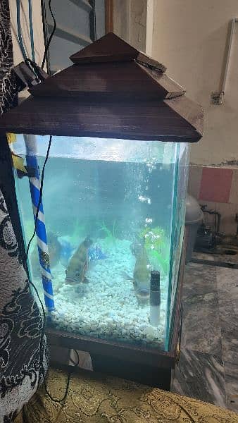 fish tank aquarium including 2 Oscars around 15 to 20cm 3