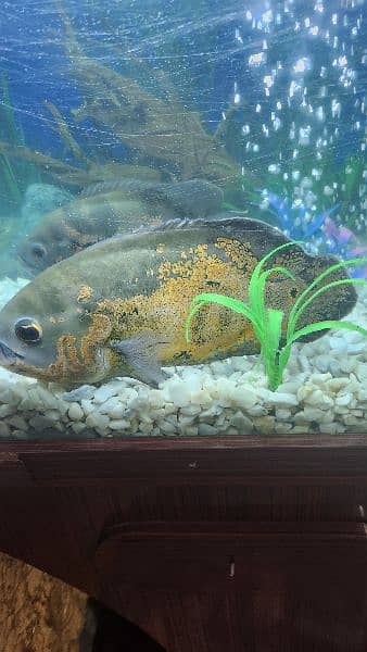 fish tank aquarium including 2 Oscars around 15 to 20cm 4