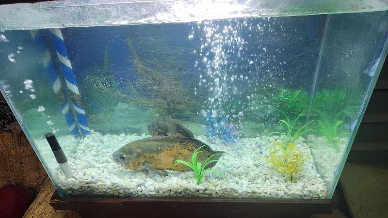 fish tank aquarium including 2 Oscars around 15 to 20cm 5