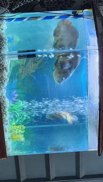 fish tank aquarium including 2 Oscars around 15 to 20cm 8