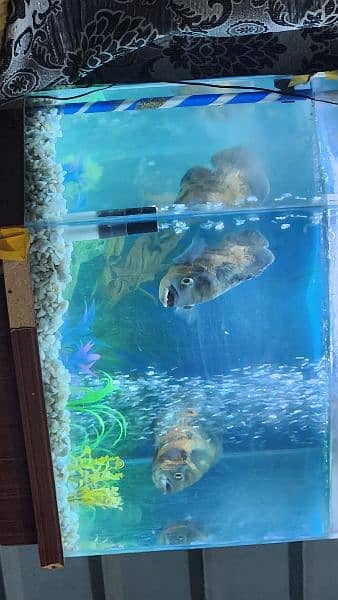fish tank aquarium including 2 Oscars around 15 to 20cm 9