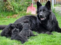 Black shepherded puppies long coat