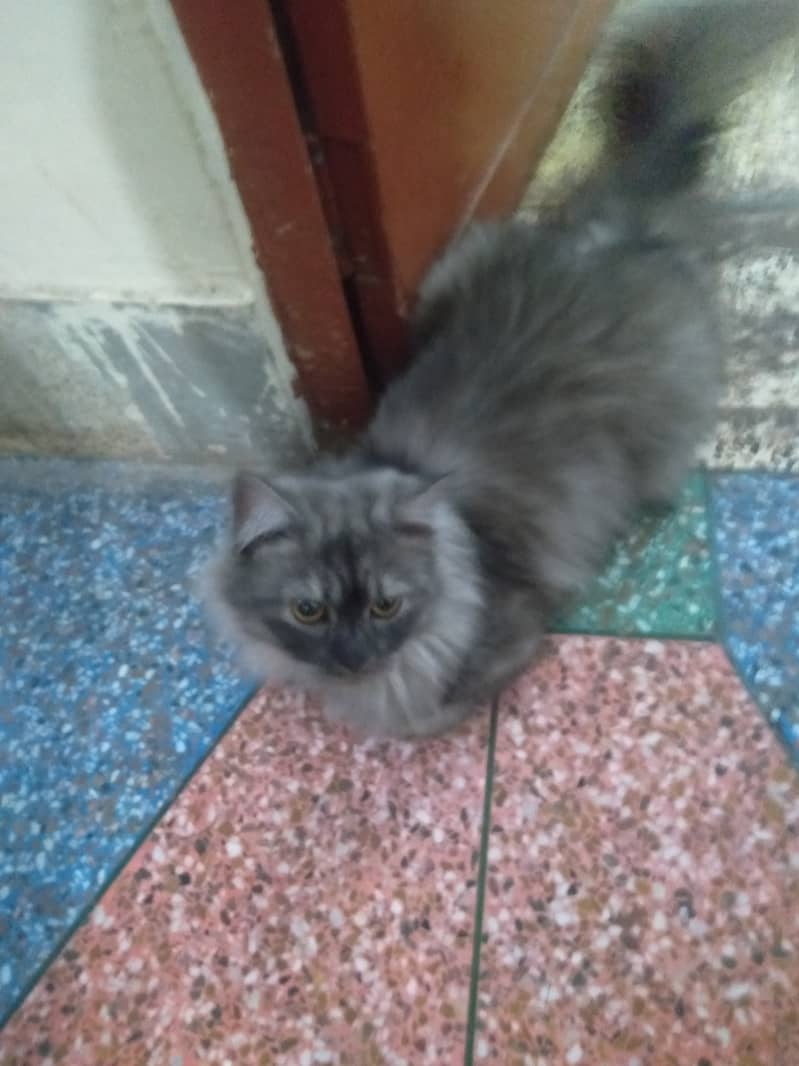 Persian Male Cat | Smokey Kitten 1
