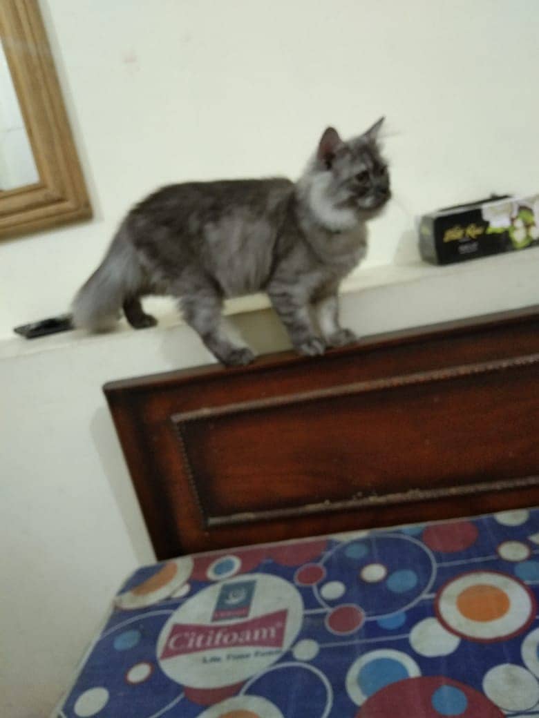 Persian Male Cat | Smokey Kitten 3